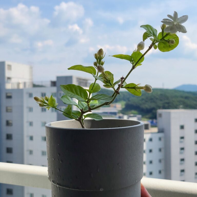 아라비안 자스민 키우는 법